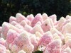 Hortenzija šluotelinė ,Living Summer Love' (lot. Hydrangea paniculata)